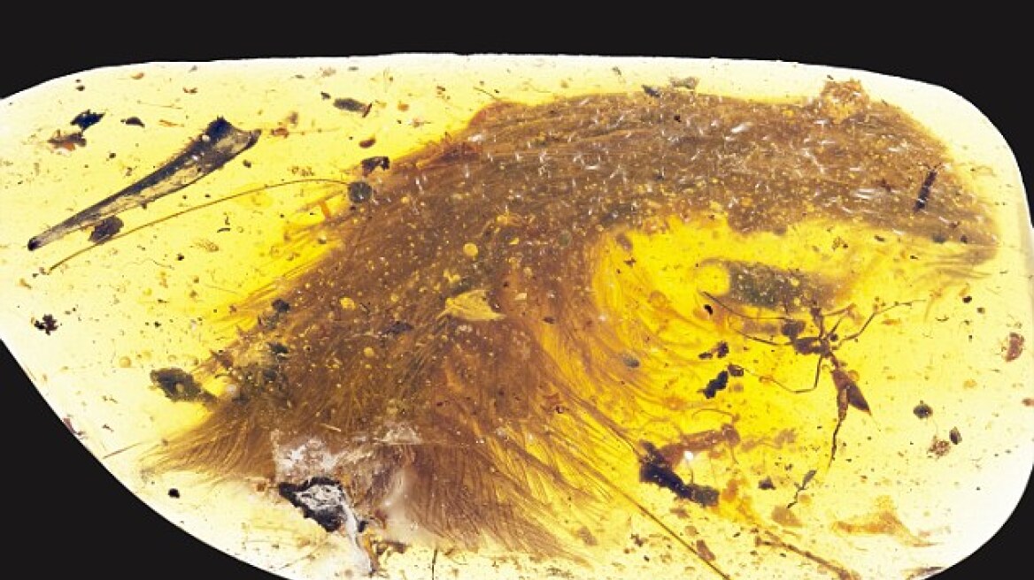 Ουρά φτερωτού δεινοσαύρου 99 εκατ. ετών βρέθηκε μέσα σε κεχριμπάρι 